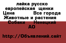 лайка русско-европейская (щенки) › Цена ­ 5 000 - Все города Животные и растения » Собаки   . Ненецкий АО